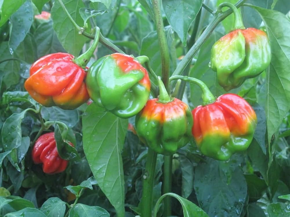 Jamaican Scotch Bonnet Pfeffer Seed for Planting vegetable patch