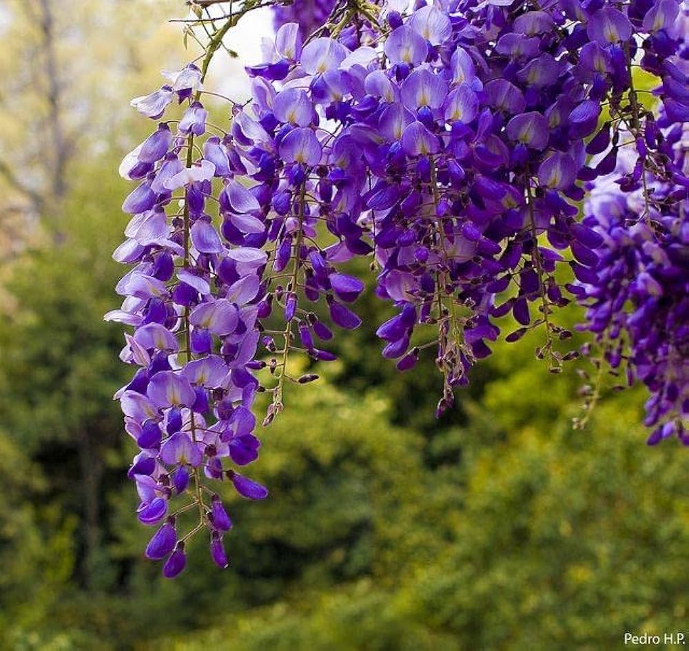 Beautiful Purple Wisteria Vine Seeds – Fragrant, Cascading Purple Flowers for Gardens and Arbors