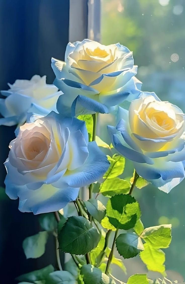 Light Blue Osiria Rose Seeds for Planting - Unique Flower Variety - Evergrowseeds