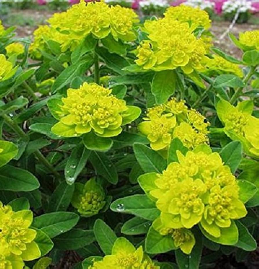 Euphorbia Polychroma Euphorbia polychroma Flower Seeds for Planting in Flower Bed