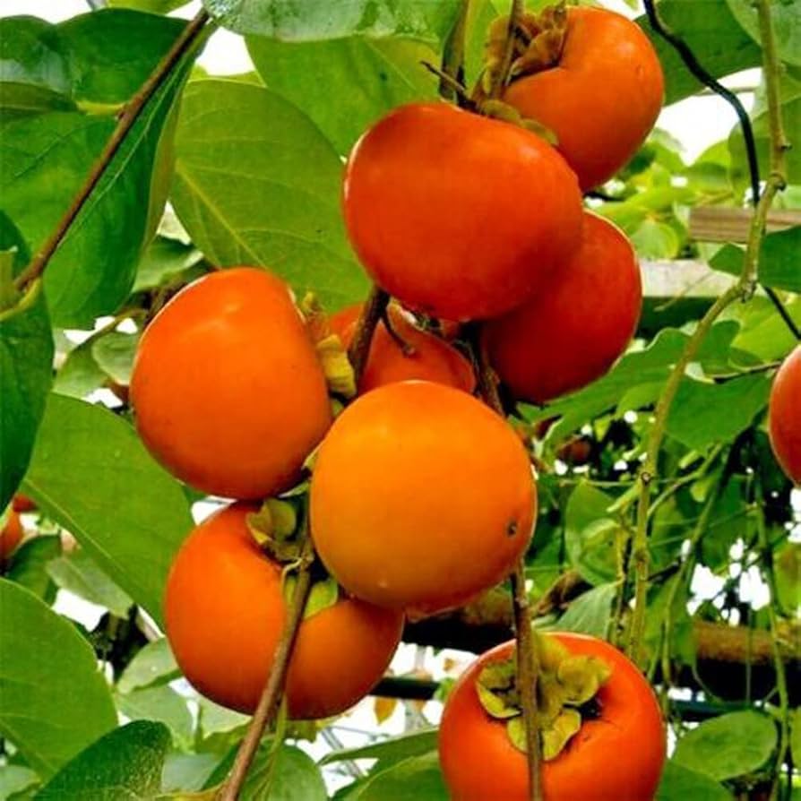 Orange Diospyros Seeds  Perfect for Your Garden