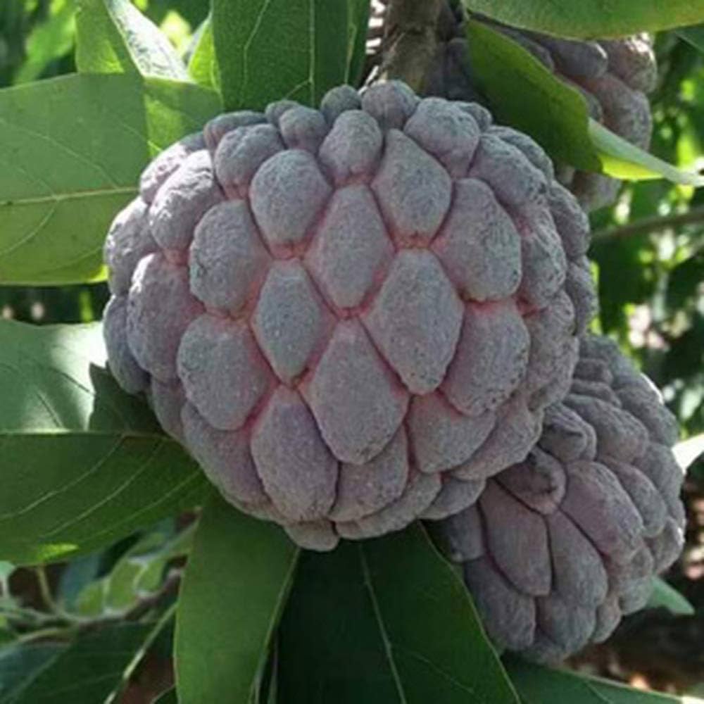 Burgundy Sugar Apple Seeds for Planting