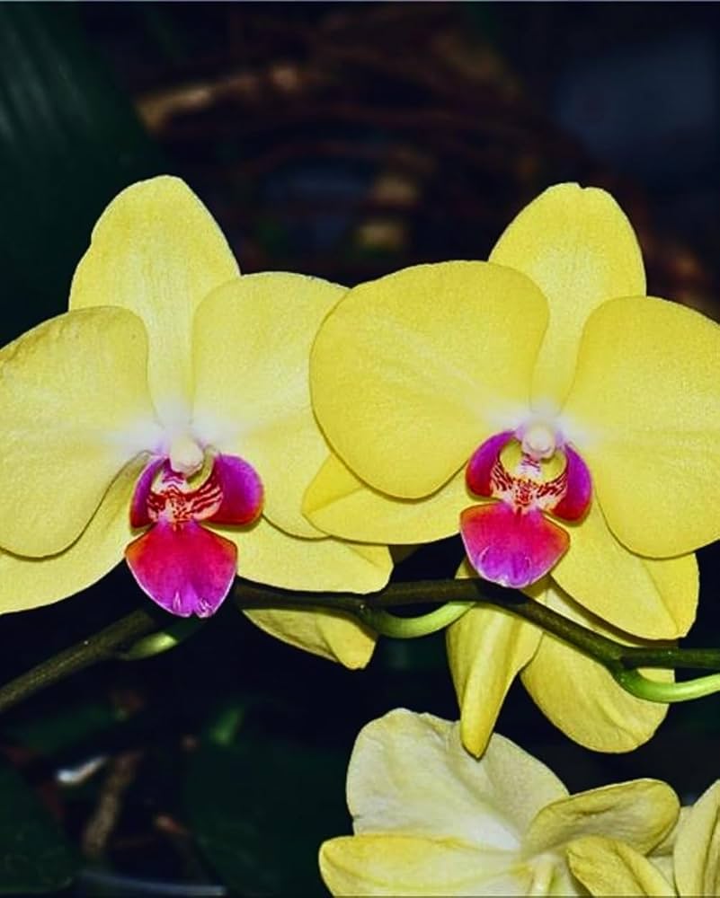 Red Yellow Phalaenopsis Orchid Flower Seeds for Planting Vibrant Colors Heirloom & GMO Free Seeds for Home Garden Sale