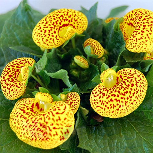 Calceolaria Zapatilla Flower seeds for Planting - Hardy Variety, Heirloom & GMO Free Seeds for Home Garden