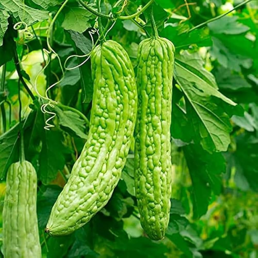 Bitter Melon Momordica charantia Seeds for Planting in Home Garden & Vegetable Patch