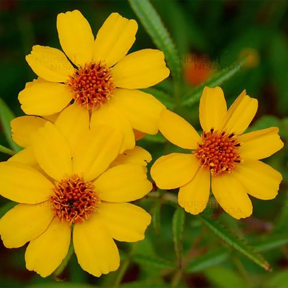 Lemmonii Flower seeds for Planting - Bright Blooms, Heirloom & GMO Free Seeds for Home Garden