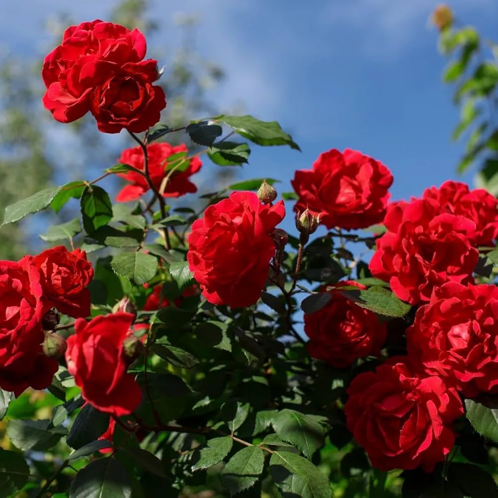 Climbing Rose Flower seeds for Planting Vibrant Colors Heirloom & GMO Free Seeds for Home Garden