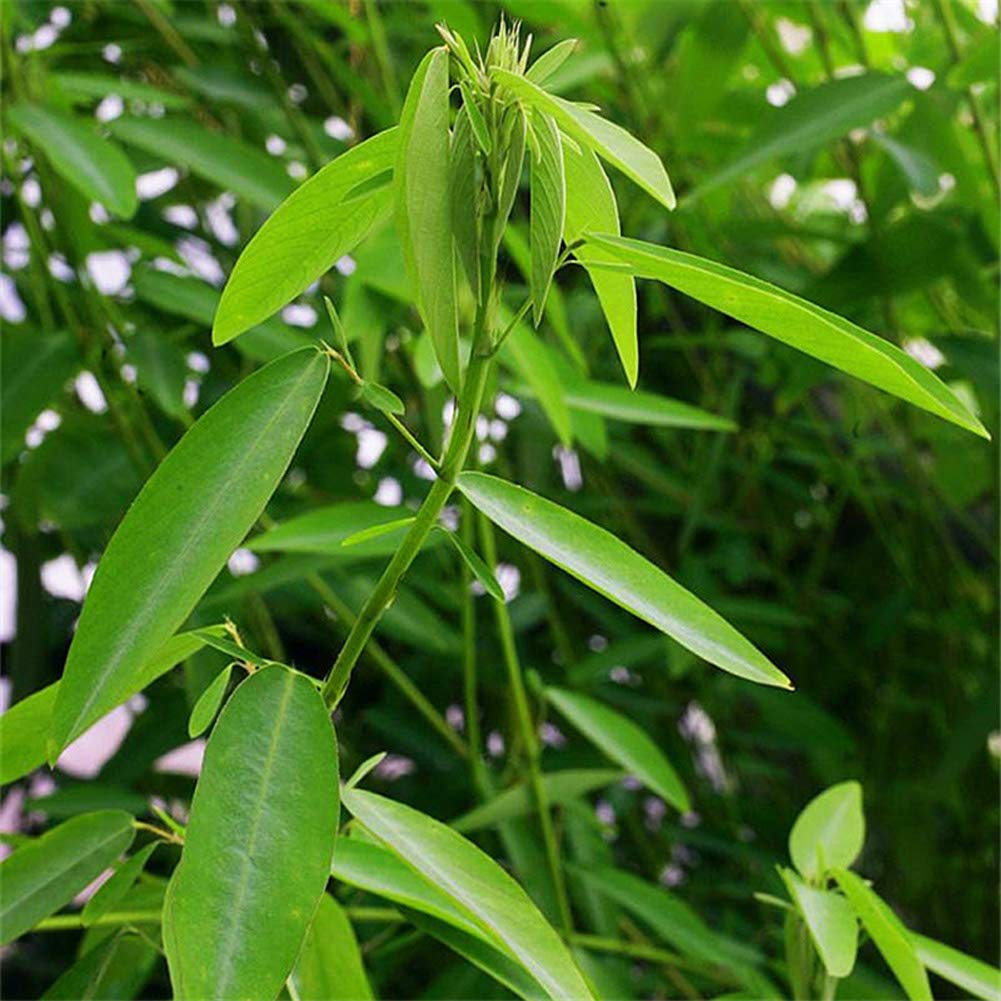 Dancing Plant Seeds for Planting | Unique Touch-Responsive Seeds | Grow Your Own Lively Plants