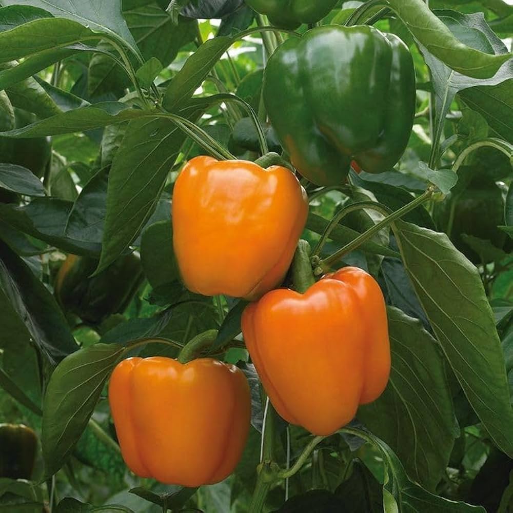 Orange Bell Pepper Vegetable Seeds for Planting - Year-Round Growth