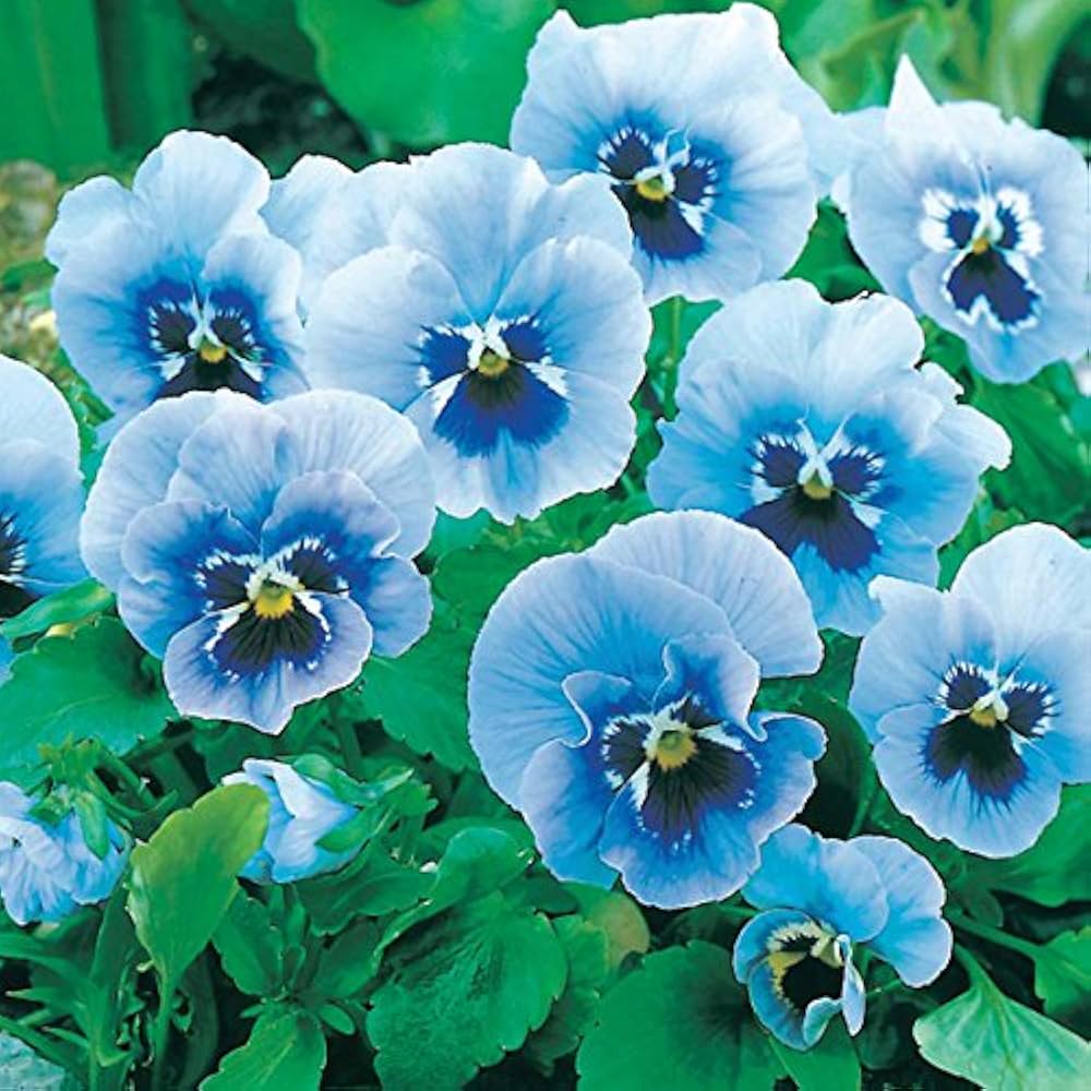 Joker Light Blue Pansy Seeds for Elegant Blue Flowers