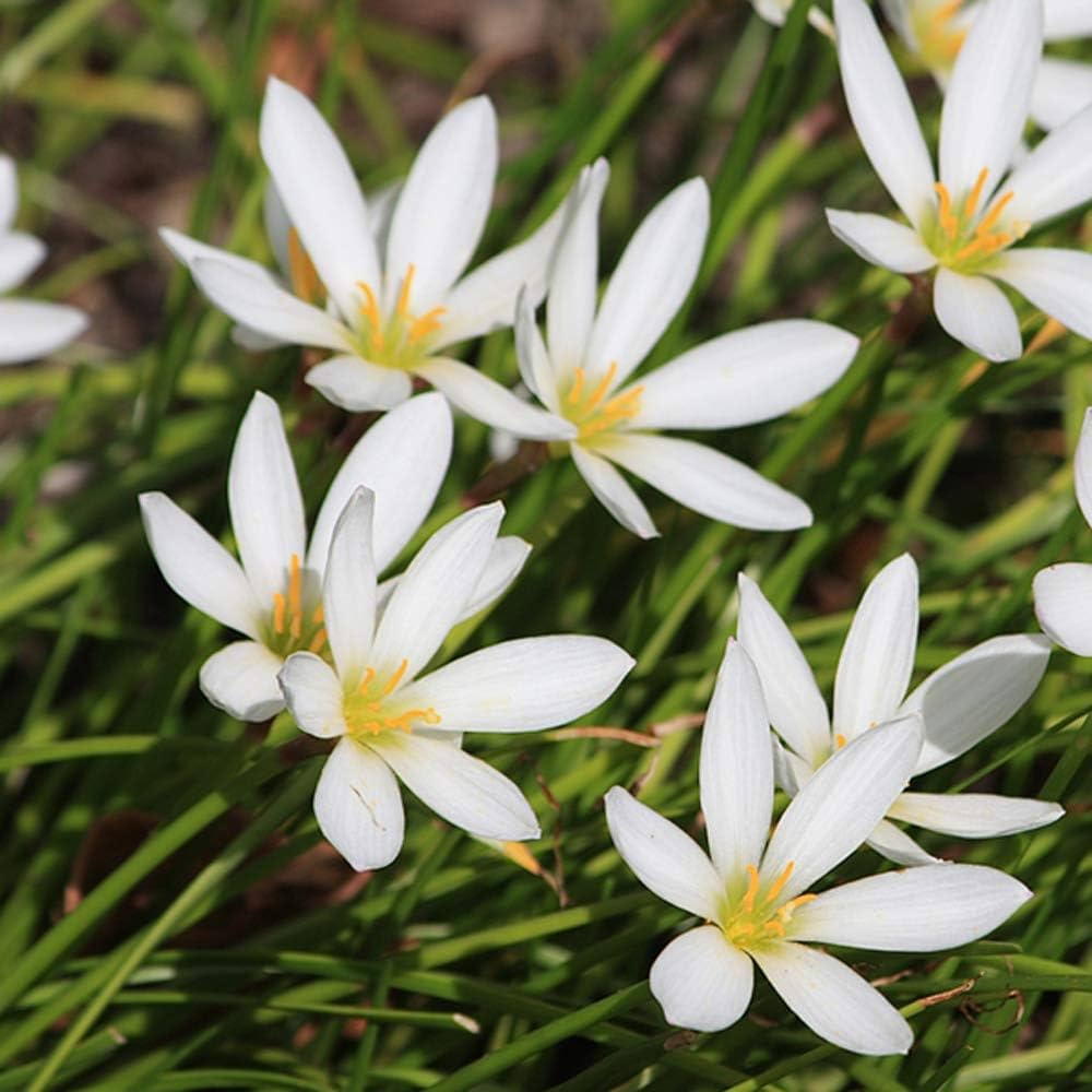 Rain Lily Zephyranthes spp. Seeds Mix for Planting in Urban Gardens