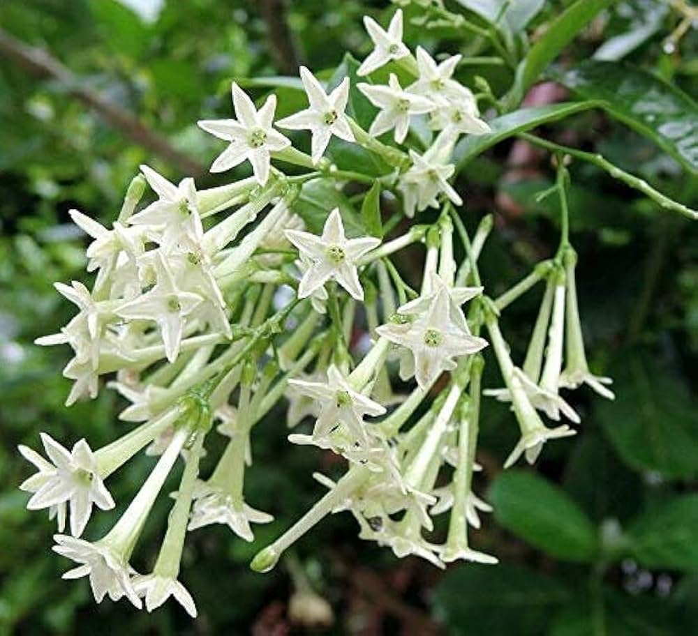 Nocturnum Flower seeds for Planting - Seasonal Bloomer, Heirloom & GMO Free Seeds for Home Garden