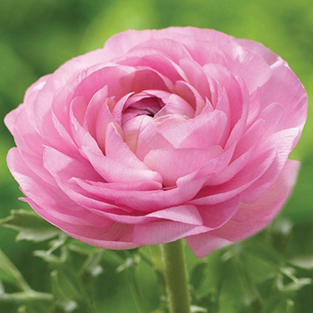 Ranunculus Asiaticus Seeds Ranunculus for Planting in Garden & Flower Bed