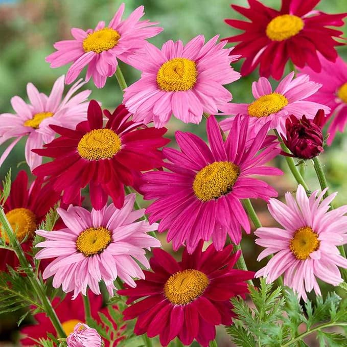Chrysanthemum Chrysanthemum spp. Seeds for Planting in Flower Bed & Garden