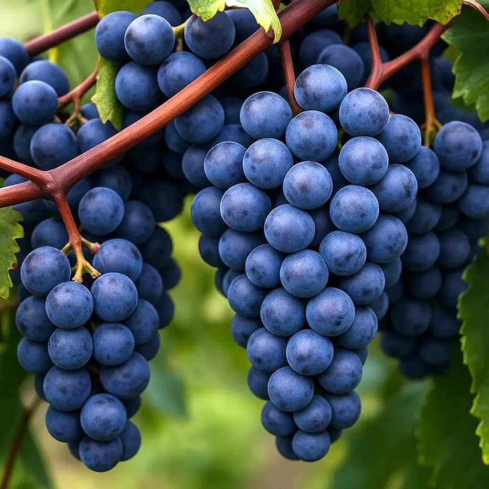 Vitis Labrusca Concord Grape Seeds