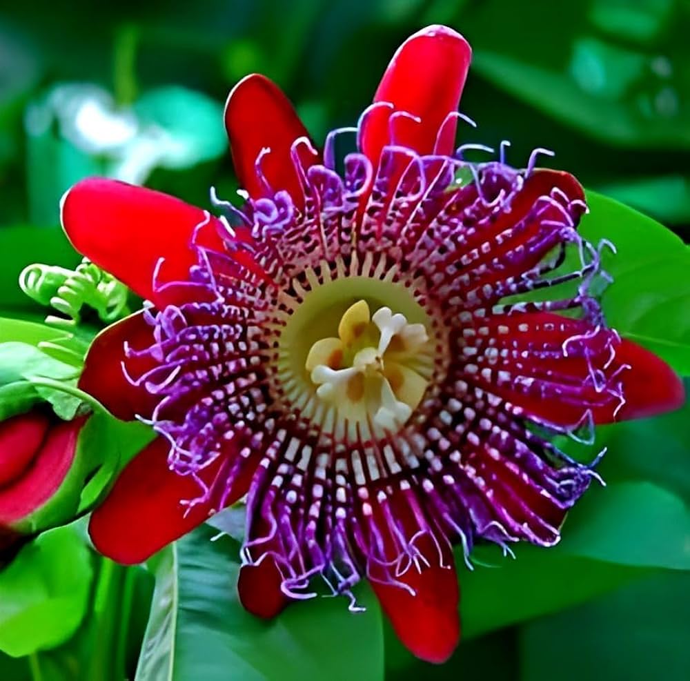 Passiflora Alata Flower seeds for Planting - Sun Loving, Heirloom & GMO Free Seeds for Home Garden