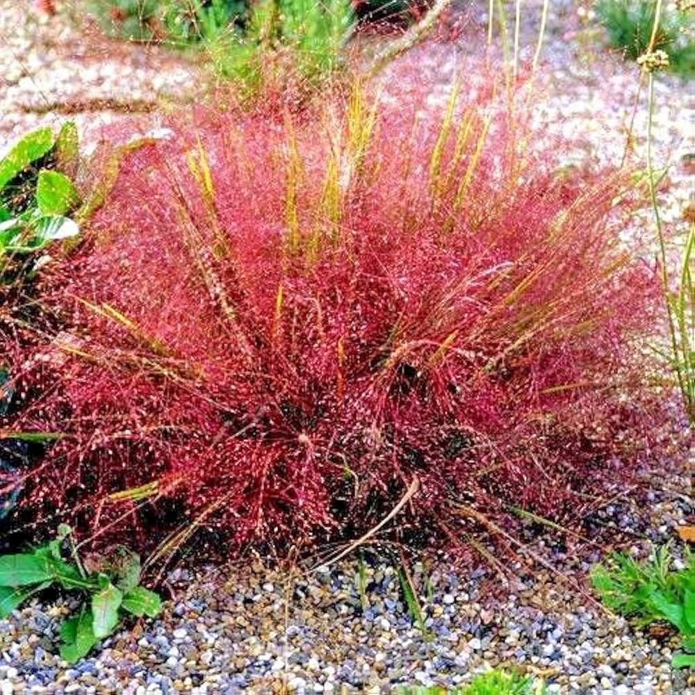 Eragrostis Viola Grass Seeds for Soft and Elegant Grass Plants