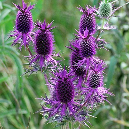 Purple Eryngium Flower seeds for Planting - Garden Favorite, Heirloom & GMO Free Seeds for Home Garden