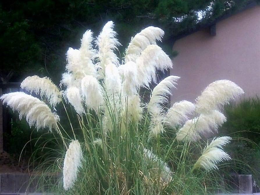 Pampas Grass Seeds for Planting Cortaderia Selloana ornamental border dry garden