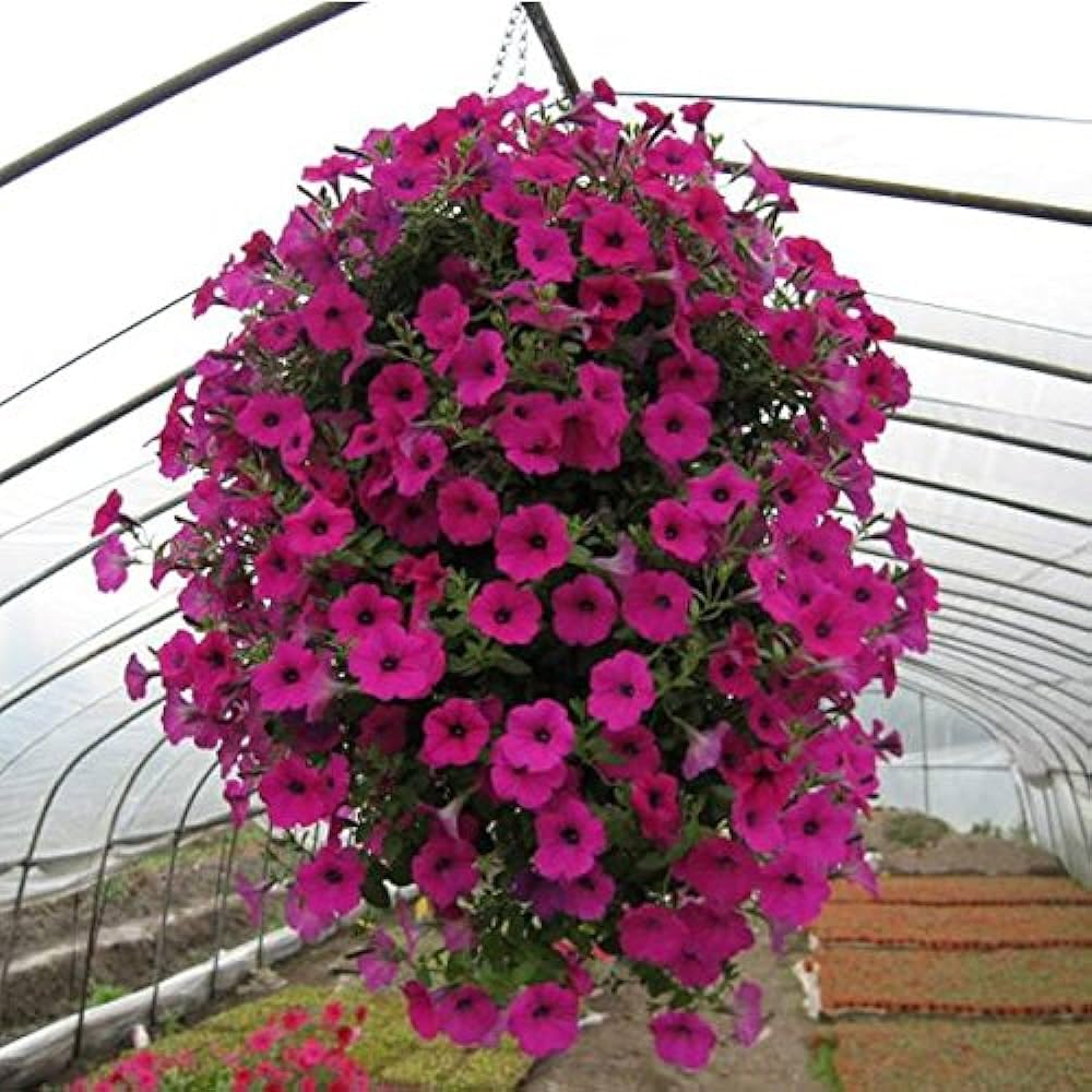 Pink Mix Petunia Hanging Flower Seeds for Planting Heirloom NONGMO Vibrant Garden Blooms 
 
 Sale