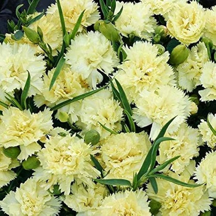 Mixed Bananaberry Dianthus Clove Flower Seeds
