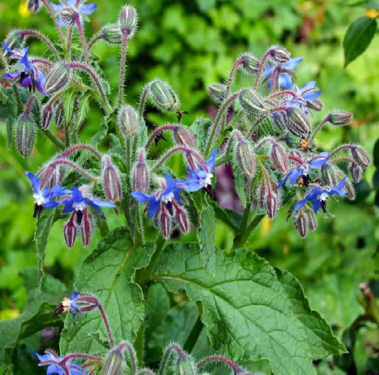 Mixed Borago Flower seeds for Planting - Easy to Grow, Heirloom & GMO Free Seeds for Home Garden