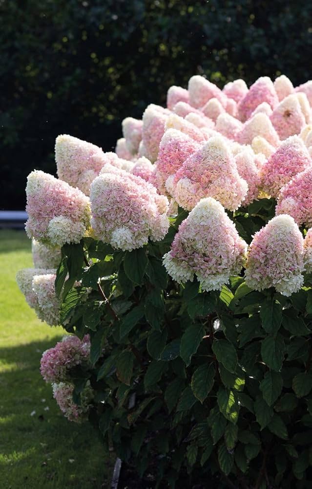 Hydrangea Paniculata Hydrangea Paniculata Seeds for Planting - Ideal for Flower Bed & Home Garden