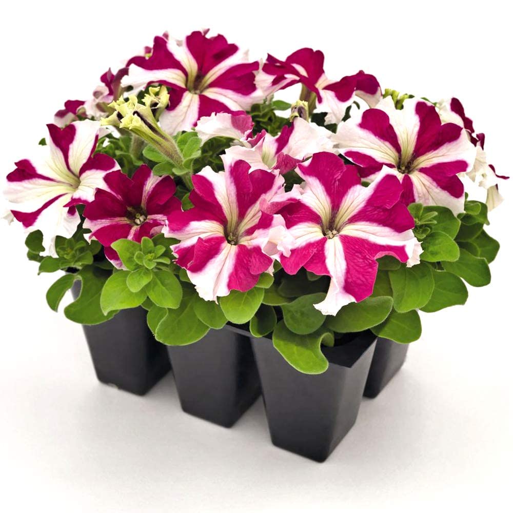 Hulahoop Rose Petunia Seeds – Striped Annual Blooms with Eye-Catching Color