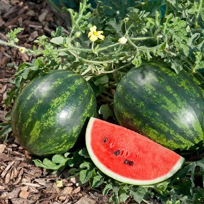 Wassermelone Fruit Seeds for Planting - Grow Your Own Juicy Watermelons