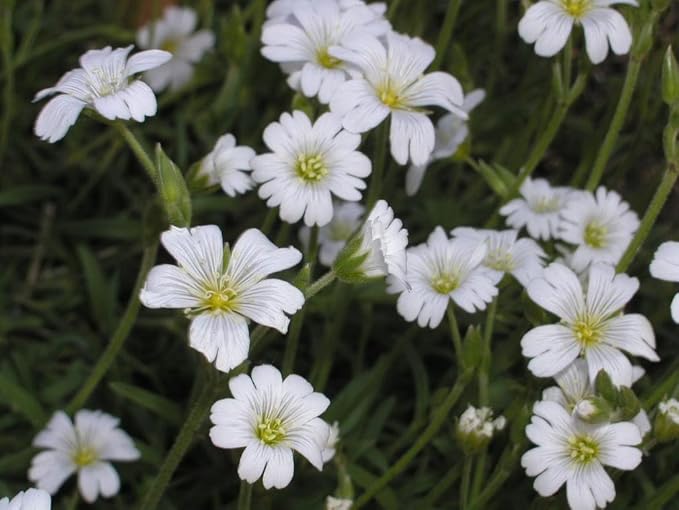 Chickweed Plant Stellaria media Seeds for Planting in Herb Garden & Urban Garden - Evergrowseeds