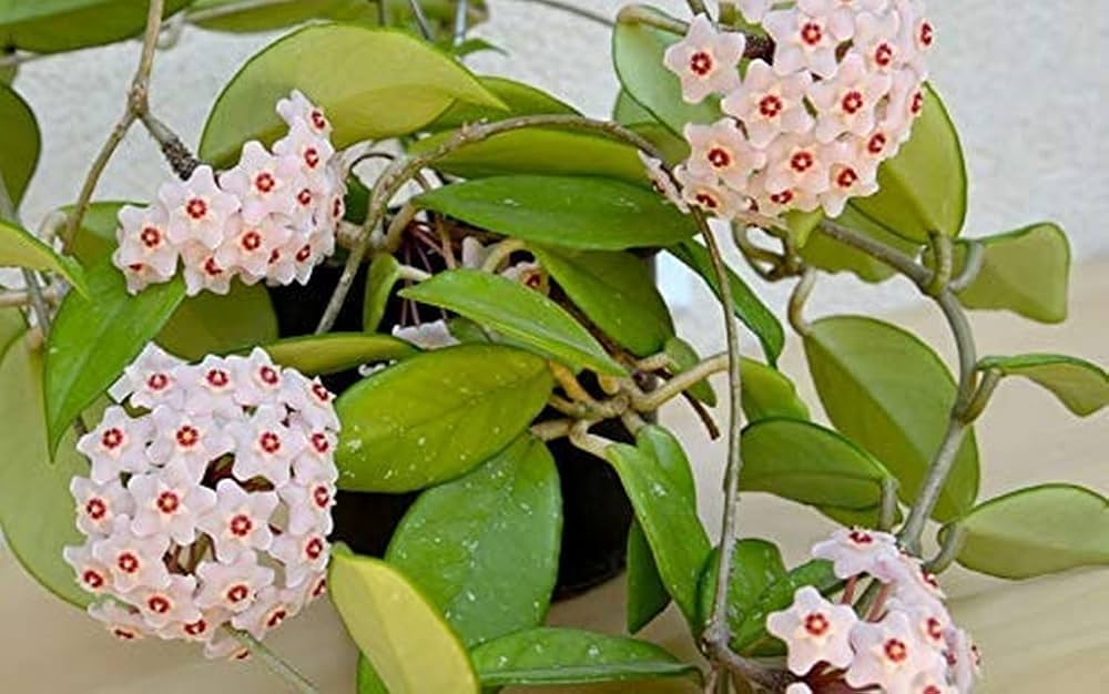 Cream Hoya Flower Seeds for Planting Compact Growth Heirloom & GMO Free Seeds for Home Garden
 
 Sale