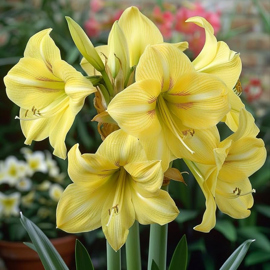 Yellow Sunrise Amaryllis Seeds for Planting - Stunning Blooms for Flower Bed & Home Garden