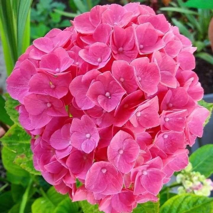 Hydrangea Paniculata Seeds for Planting in Flower Bed