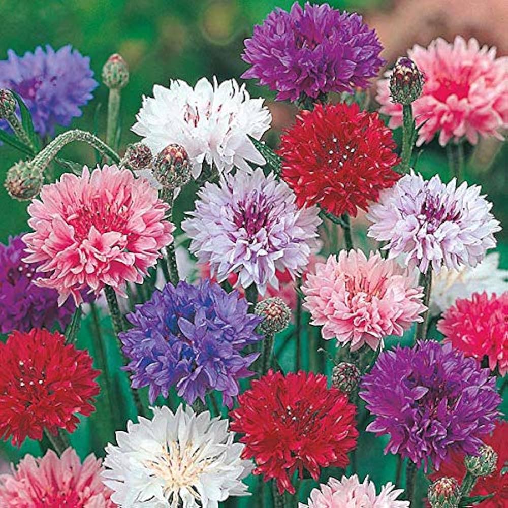 Centaurea Cyanus Romantic Seeds for Planting flower bed garden Heirloom Non-GMO Seeds