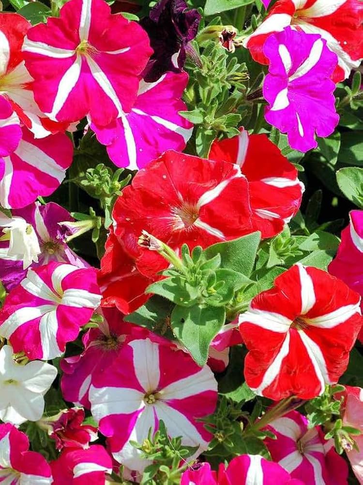 Petunia Hybrid Grandiflora Flower Seeds
