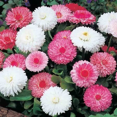 Pink Bellis Perennis Flower Seeds for Planting