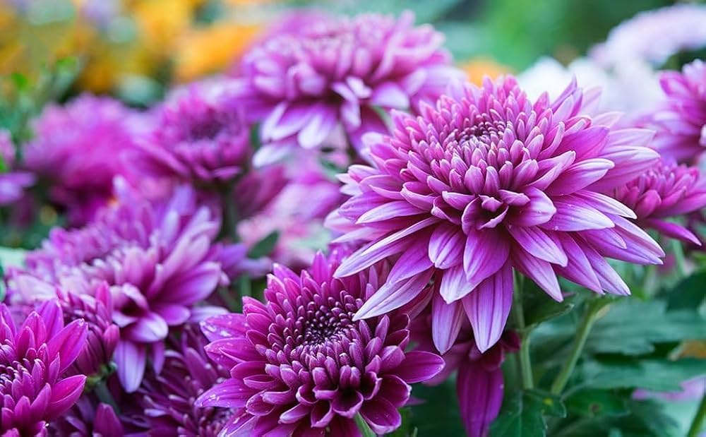 Chrysanthemum Chrysanthemum spp. Seeds for Planting - Ideal for Flower Bed & Urban Garden