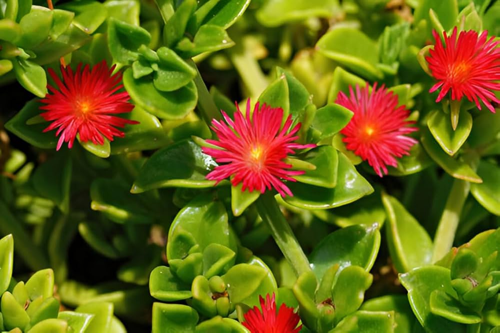 Rose Aptenia Flower seeds for Planting - Easy to Grow, Heirloom & GMO Free Seeds for Home Garden