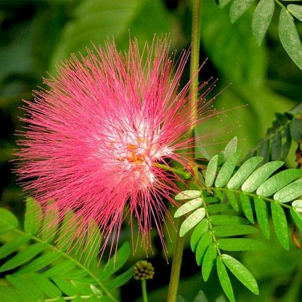 Pink Calliandra Eriophylla Flower seeds for Planting - Low Maintenance, Heirloom & GMO Free Seeds for Home Garden