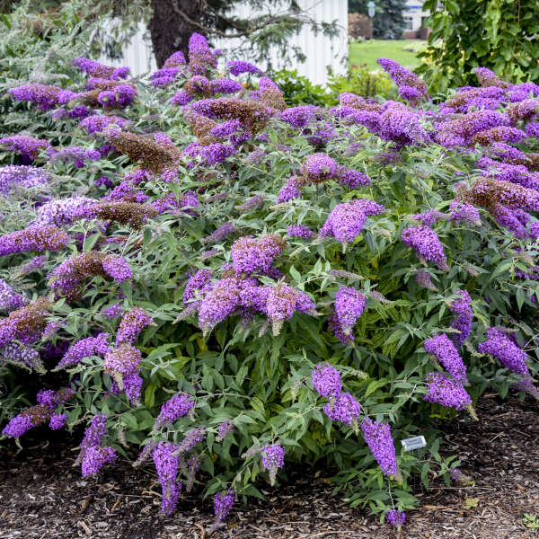 Cream Buddleia Flower seeds for Planting - Easy to Grow, Heirloom & GMO Free Seeds for Home Garden