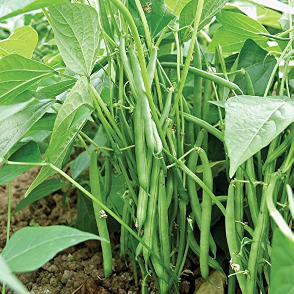 Green Sieve Bean Seeds for Easy Planting