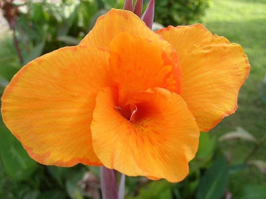 Orange Indica Flower seeds for Planting - Sun Loving, Heirloom & GMO Free Seeds for Home Garden