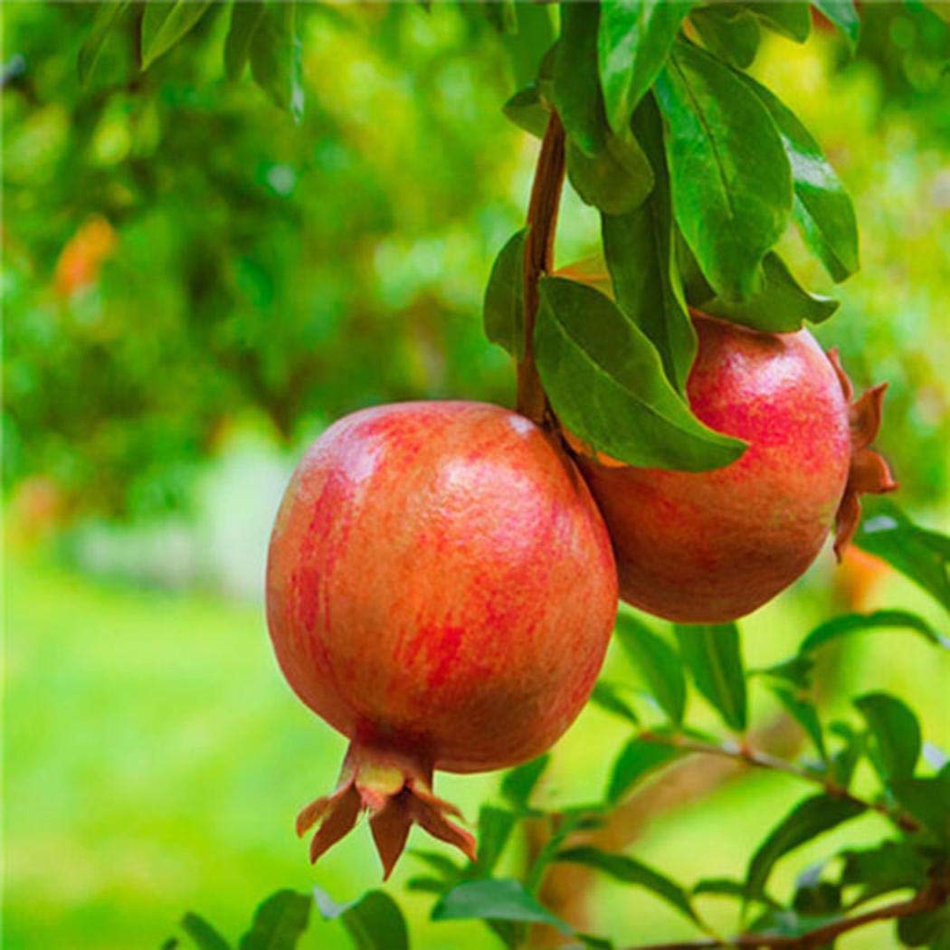 Granatapfel-Baum-Samen Punica granatum for Planting tree garden