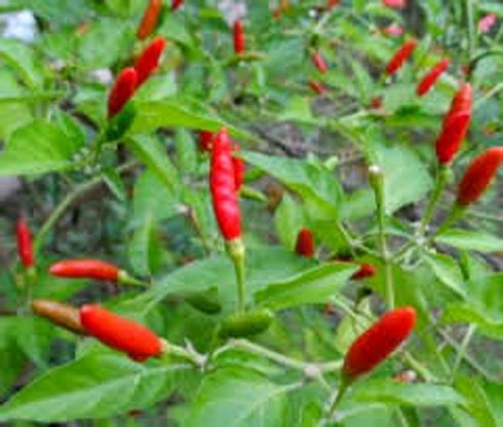 Hot Pepper Mix Capsicum annuum Seeds for Planting in Vegetable Patch & Garden