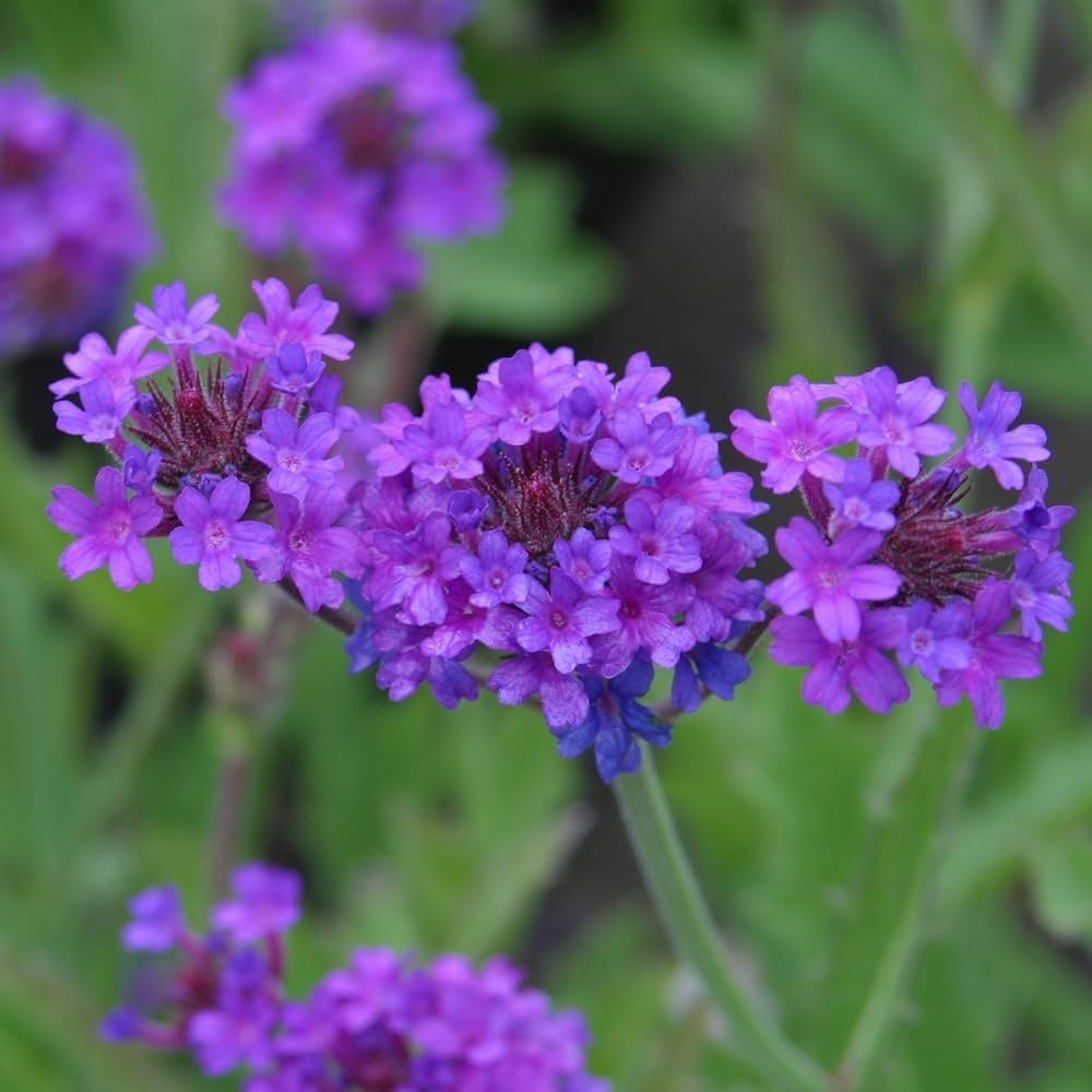 Hastata Flower seeds for Planting - Shade Tolerant, Heirloom & GMO Free Seeds for Home Garden