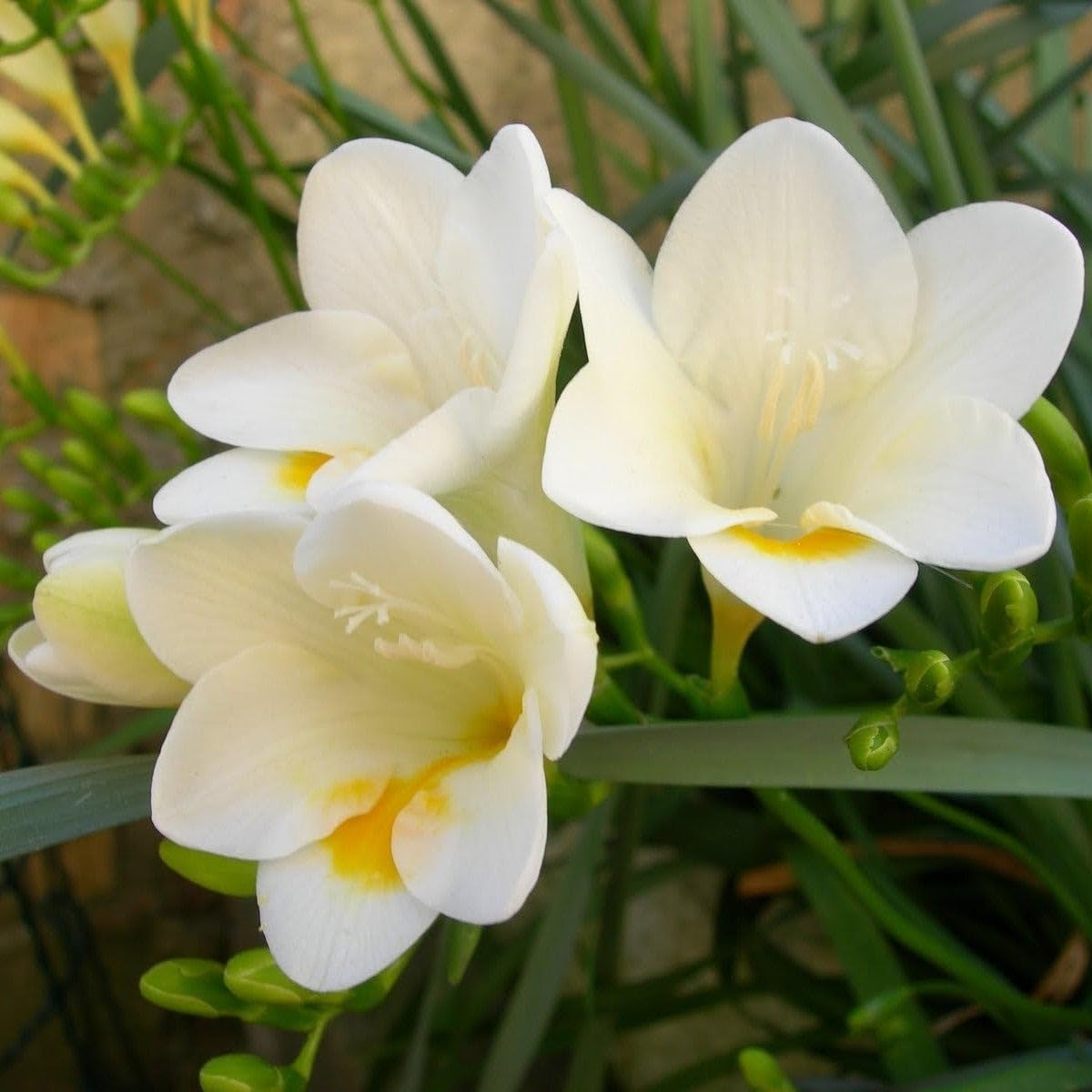 Freesia Flower seeds for Planting - Compact Growth, Heirloom & GMO Free Seeds for Home Garden