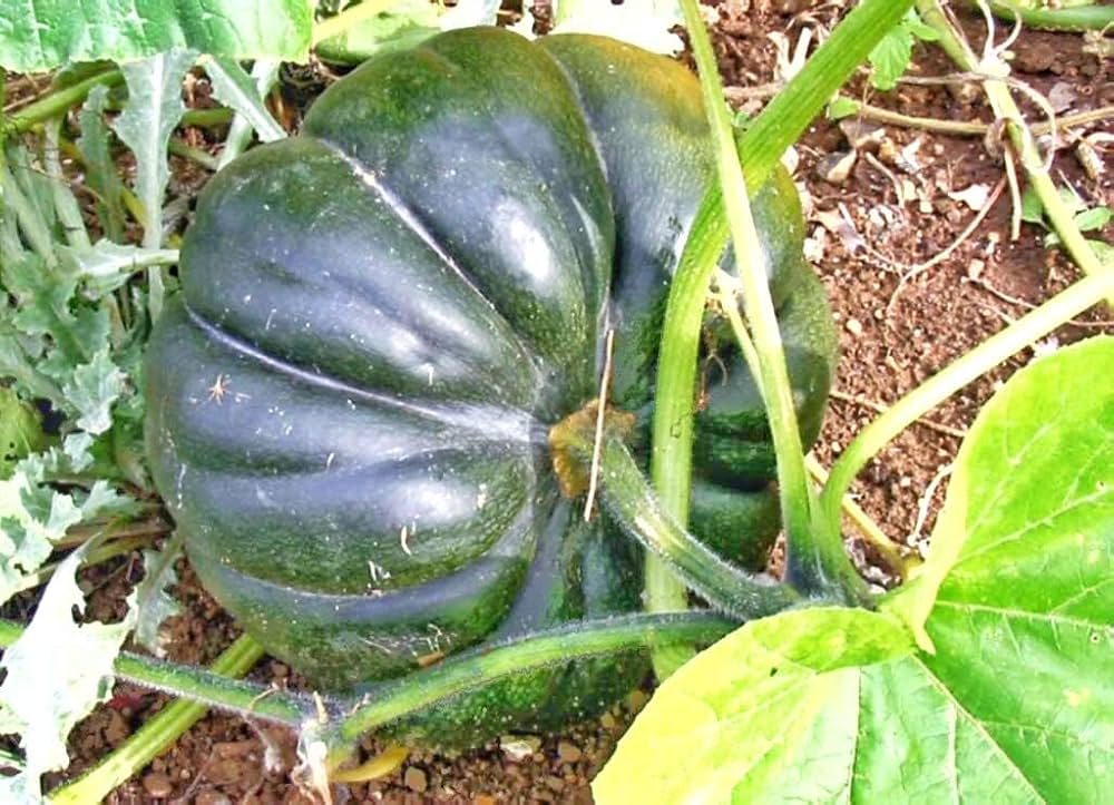 Pumpkin Bonsai Organic Large Vegetable Seeds