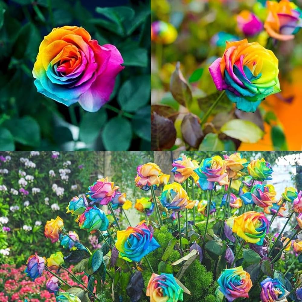 Blue Cream Rose Flower seeds for Planting - Cottage Garden Essential, Heirloom & GMO Free Seeds for Home Garden