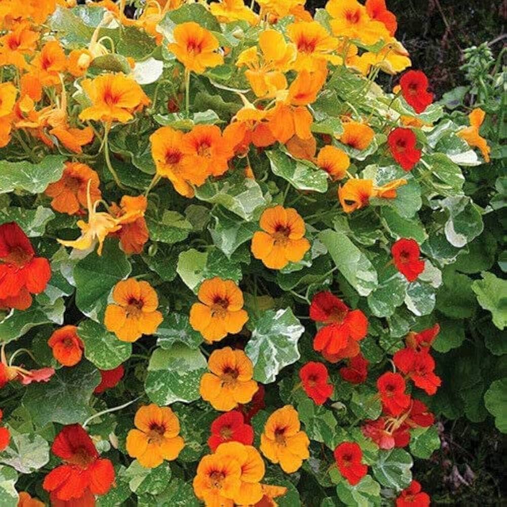 Nasturtium Flower seeds for Planting - Cottage Garden Essential, Heirloom & GMO Free Seeds for Home Garden