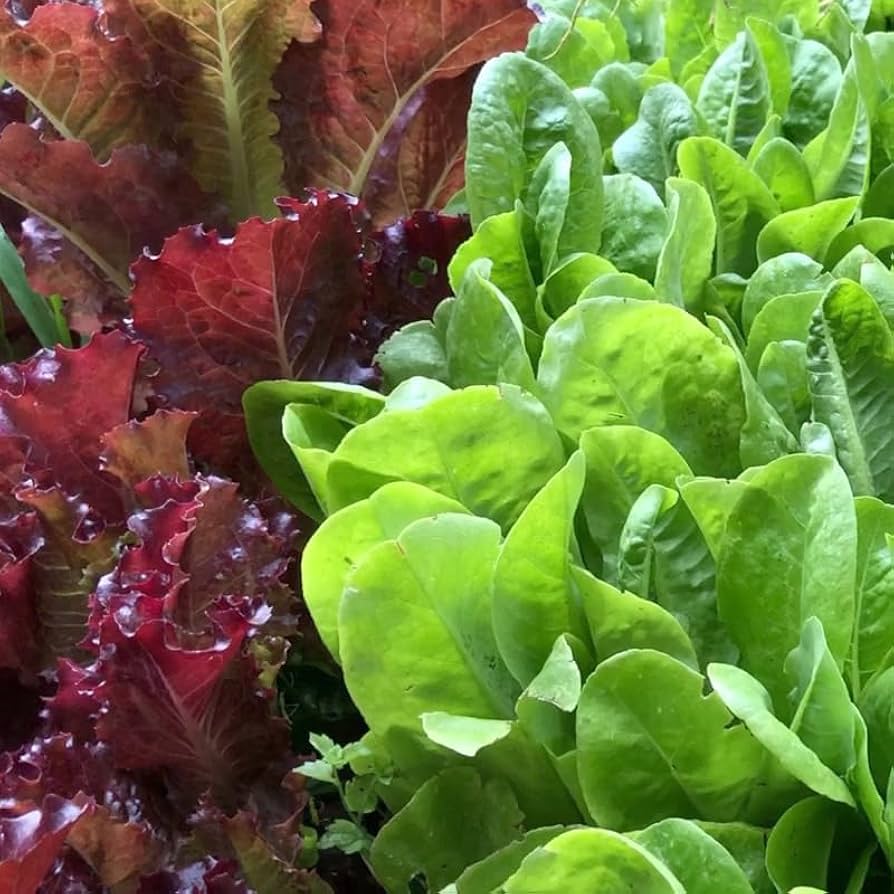 Mixed Gourmet Vegetable Planting Seeds